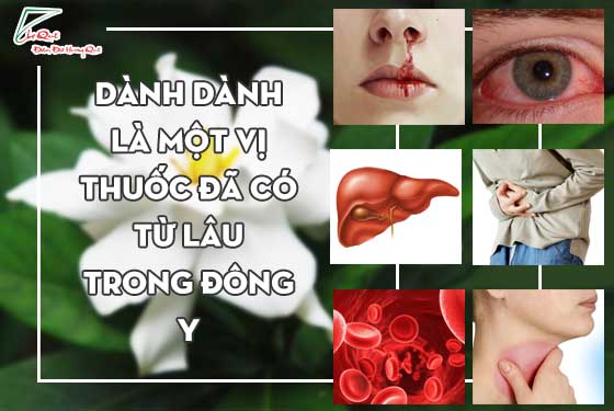 chữa bệnh gan nhờ bột dành dành